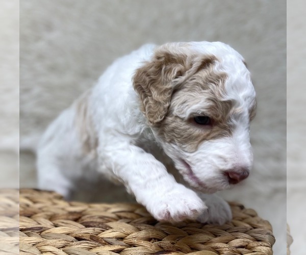 Medium Photo #64 Double Doodle Puppy For Sale in PIERSON, FL, USA