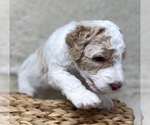 Small Photo #64 Double Doodle Puppy For Sale in PIERSON, FL, USA