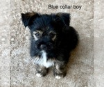 Puppy Thor Miniature Schnauzzie