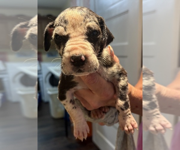 Medium Photo #3 Great Dane Puppy For Sale in CLANTON, AL, USA