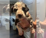 Litter of 12 - Male(s) and Female(s) Great DaneLitter of Puppies for Sale - Photo #3
