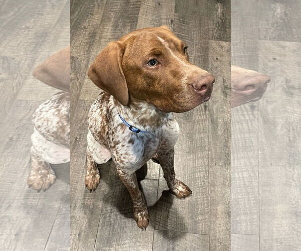 Medium Photo #1 German Shorthaired Pointer-Unknown Mix Puppy For Sale in Columbus, IN, USA