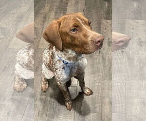 German Shorthaired Pointer-Unknown Mix Dogs for adoption in Columbus, IN, USA
