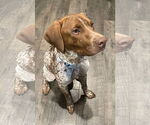 Small German Shorthaired Pointer Mix