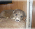 Small Photo #46 Australian Shepherd-Pembroke Welsh Corgi Mix Puppy For Sale in GALLEGOS, NM, USA