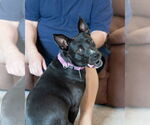 Small #6 American Pit Bull Terrier-Labrador Retriever Mix