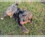 Small #11 Aussiedoodle