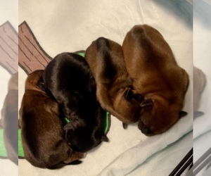 Shorkie Tzu Litter for sale in CAMERON, NC, USA