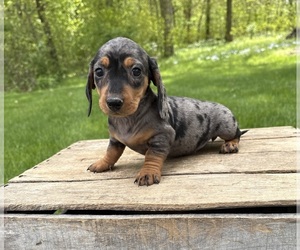 Dachshund Puppy for sale in MIDDLEBURY, IN, USA