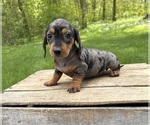 Small Dachshund