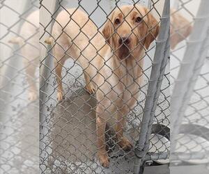 Labrador Retriever-Unknown Mix Dogs for adoption in Anchorage, AK, USA