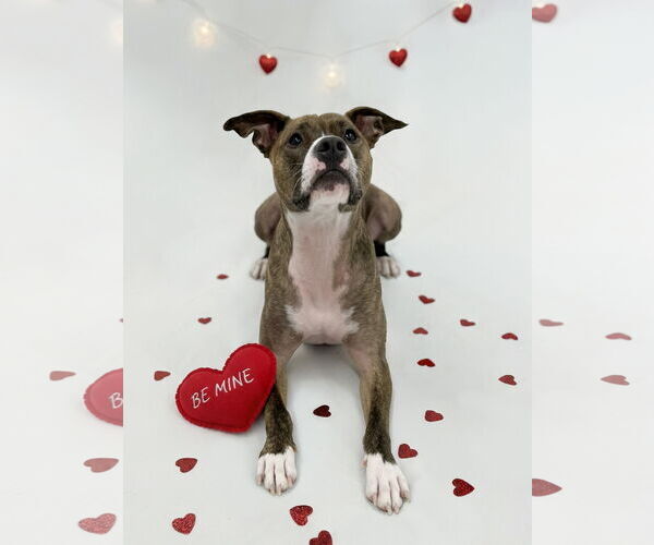 Medium Photo #3 Mutt Puppy For Sale in Rockville, MD, USA