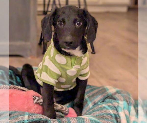 Medium Photo #3 Colonial Cocker Spaniel-Unknown Mix Puppy For Sale in Boston, MA, USA