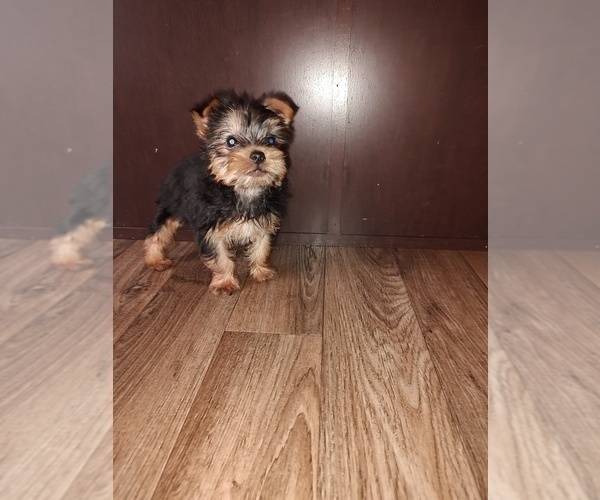Medium Photo #9 Yorkshire Terrier Puppy For Sale in LAPEER, MI, USA