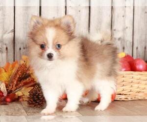 Pomeranian Puppy for sale in MOUNT VERNON, OH, USA