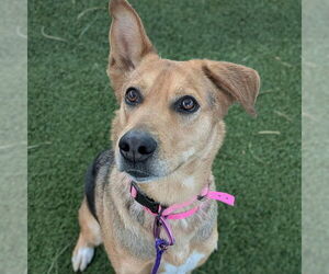 German Shepherd Dog-Unknown Mix Dogs for adoption in Las Vegas, NV, USA