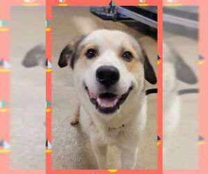 Great Pyrenees-Huskies  Mix Dogs for adoption in Brewster, NY, USA