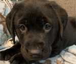 Small #2 Labrador Retriever
