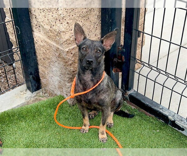 Medium Photo #2 Chihuahua-Unknown Mix Puppy For Sale in Orange, CA, USA