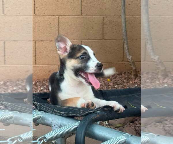 Medium Photo #4 Jack Russell Terrier-Unknown Mix Puppy For Sale in Cave Creek, AZ, USA