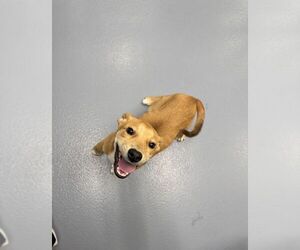 Carolina Dog-Unknown Mix Dogs for adoption in Hilton Head, SC, USA