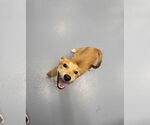Small Carolina Dog Mix