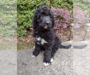 Bernedoodle Puppy for sale in AND, SC, USA