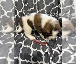 Small #5 Saint Bernard