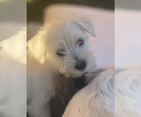 Medium Photo #10 Schnauzer (Miniature) Puppy For Sale in AUGUSTA, GA, USA