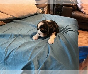 Cavalier King Charles Spaniel Puppy for sale in SAN LEANNA, TX, USA