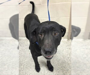 Labrador Retriever-Unknown Mix Dogs for adoption in Conroe, TX, USA