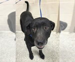 Small Labrador Retriever Mix