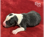 Small #1 Border Collie