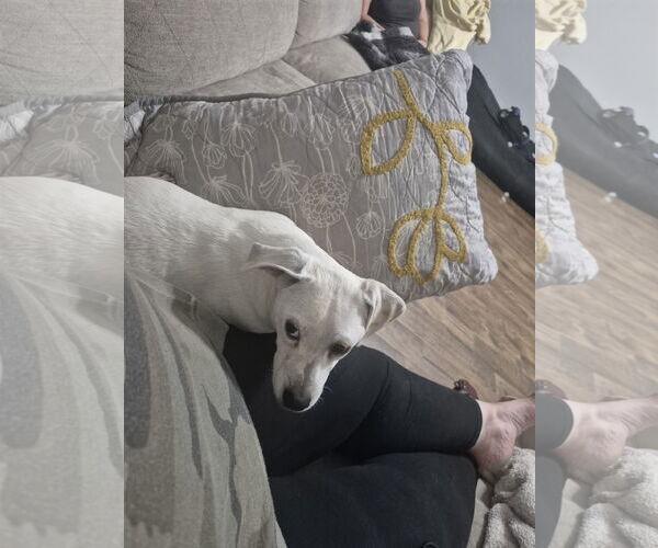 Medium Photo #5 Chihuahua Puppy For Sale in Rosenberg, TX, USA