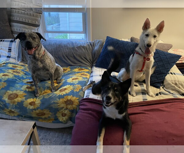 Medium Photo #9 Siberian Husky-Unknown Mix Puppy For Sale in Wakefield, RI, USA