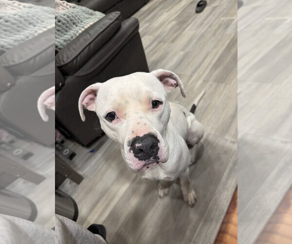 Medium Photo #3 Staffordshire Bull Terrier-Unknown Mix Puppy For Sale in Chandler, AZ, USA