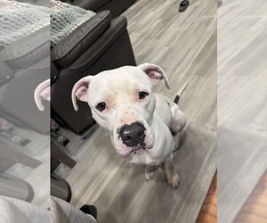 DRAKO MALFOY - Male Staffordshire Bull Terrier-Unknown Mix Dog for Adoption - Photo #3