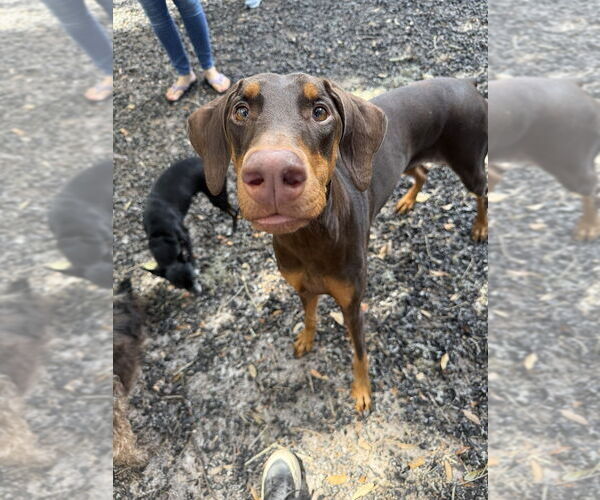 Medium Photo #3 Doberman Pinscher Puppy For Sale in St. Augustine, FL, USA