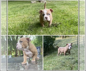 American Bully Puppy for sale in WASHINGTONVILLE, NY, USA