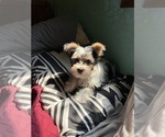 Small #1 Yorkshire Terrier