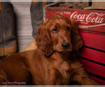 Small Photo #2 Irish Setter Puppy For Sale in BURLESON, TX, USA