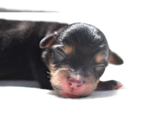 Miniature Australian Shepherd Puppy for sale in PALM COAST, FL, USA