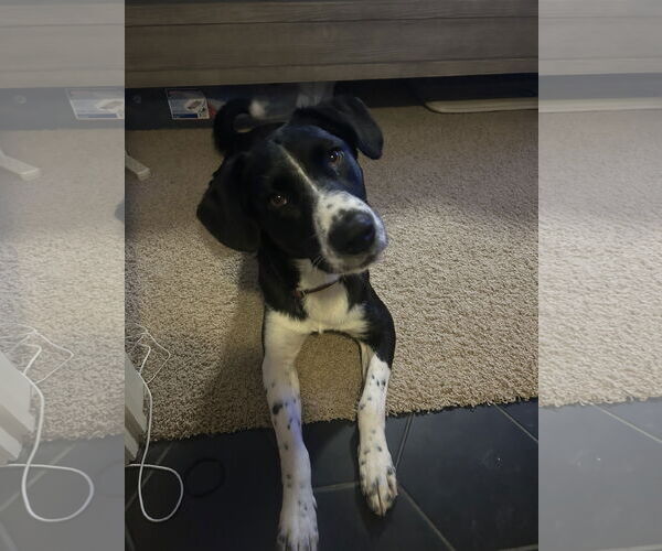 Medium Photo #3 Border Collie Puppy For Sale in Belleuve, NE, USA