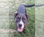 Small #1 American Pit Bull Terrier Mix