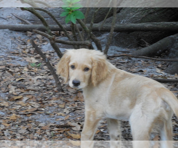 Medium Photo #4 Goldendoodle Puppy For Sale in BROOKSVILLE, FL, USA