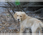 Small Photo #4 Goldendoodle Puppy For Sale in BROOKSVILLE, FL, USA