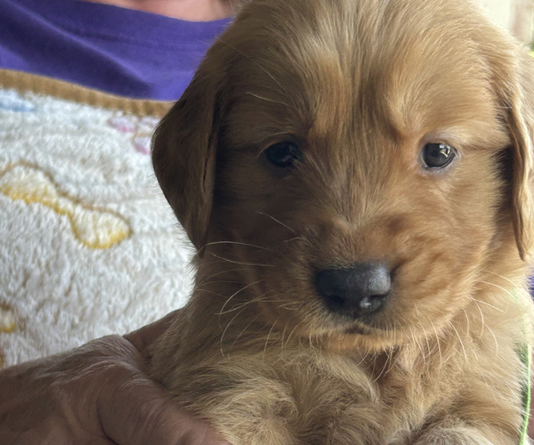 Medium Photo #1 Golden Retriever Puppy For Sale in BURLESON, TX, USA