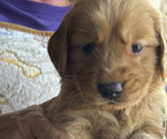 Puppy Puppy 10 SOLD Golden Retriever