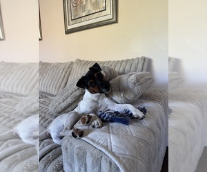 Jack Russell Terrier Puppy for sale in LYNNWOOD, WA, USA