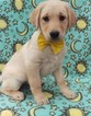 Small Photo #1 Labrador Retriever Puppy For Sale in EDEN, PA, USA
